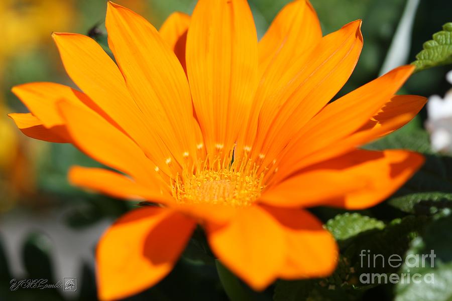 Gazania named New Day Clear Orange #1 Photograph by J McCombie