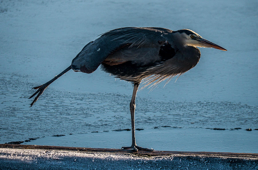 Winter Photograph - GBH @ Winter #2 by Will LaVigne