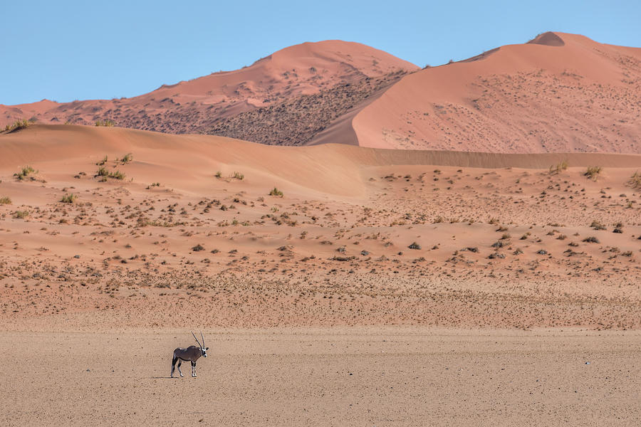 Gemsbok - Namibia #2 Photograph by Joana Kruse
