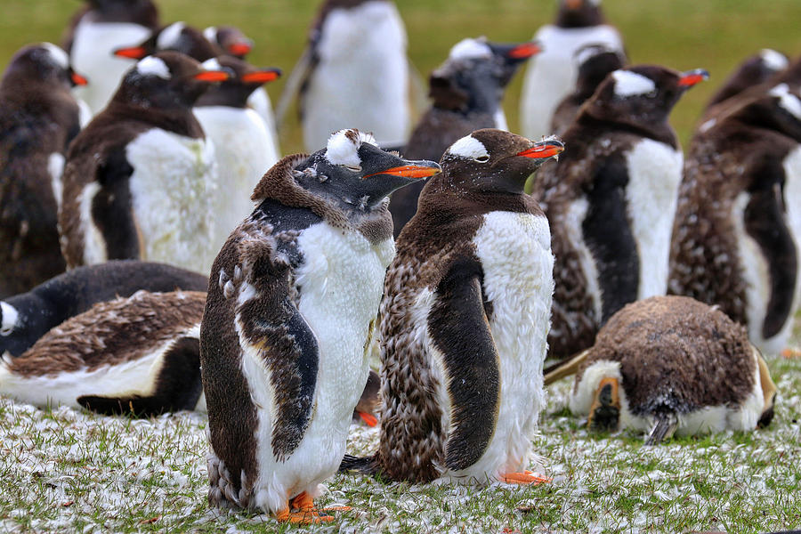 Gentoo Penguins Falkland Islands #2 Photograph by Paul James Bannerman