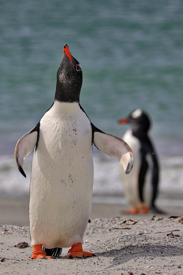 Gentoo Penguins Kelp Point Falkland Islands #2 Photograph by Paul James Bannerman