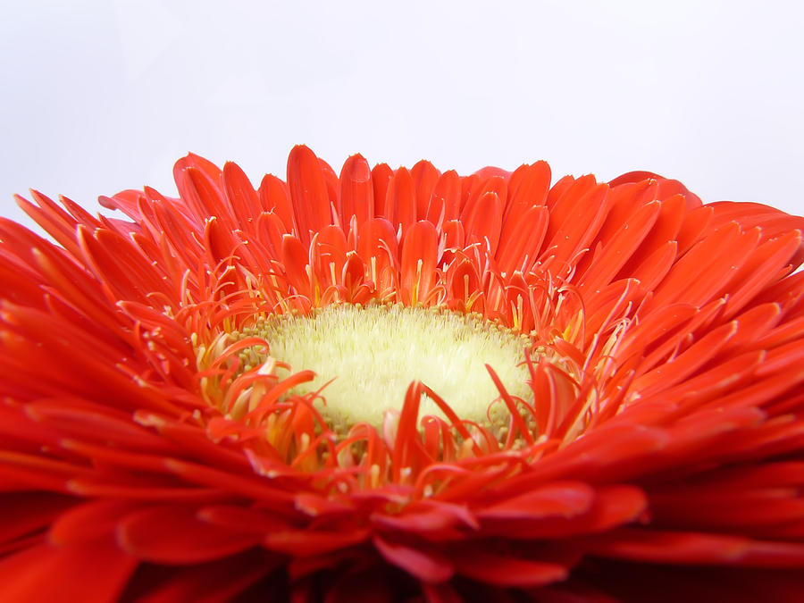 Gerbera Photograph - Gerbera by Daniel Csoka Gerbera Photograph - Gerbera by Daniel Csoka