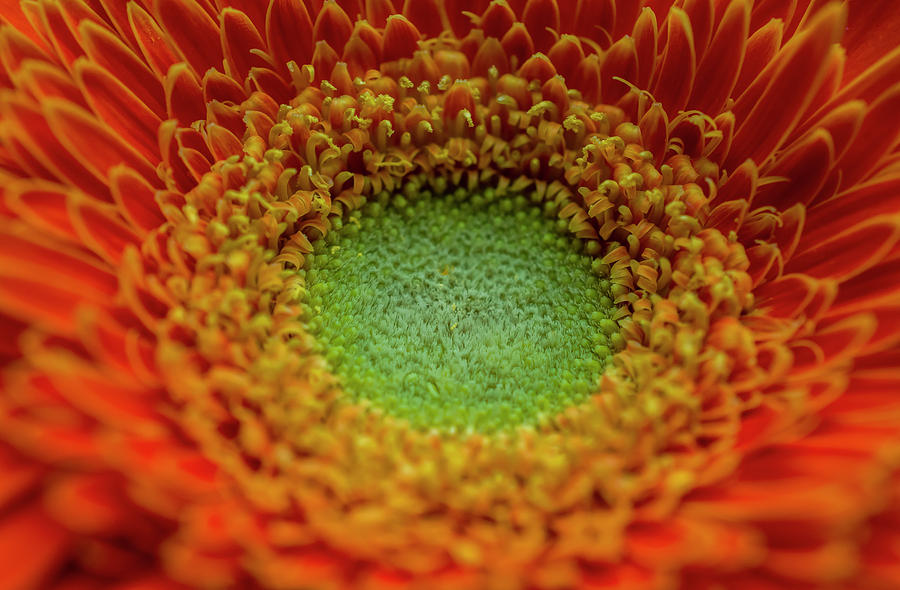 Gerbera Photograph - Gerbera by Konstantin Bibikov Gerbera Photograph - Gerbera by Konstantin Bibikov