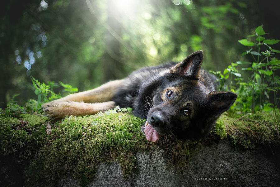 Animal Photograph - German Shepherd #2 by Jackie Russo