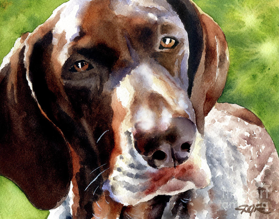 Portrait Painting - German Short Haired Pointer #1 by David Rogers