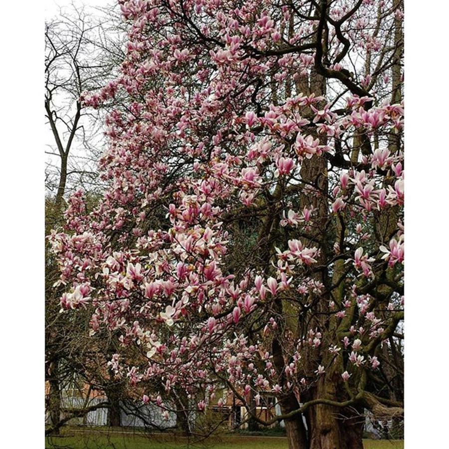 Magnolia Movie Photograph - #germany #düsseldorf #nofilter #nature #2 by Victoria Key