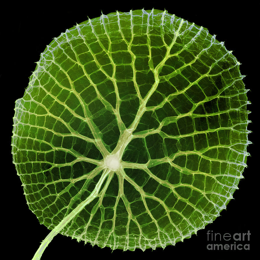 Giant Amazon Water Lily, X-ray #2 Photograph by Ted Kinsman