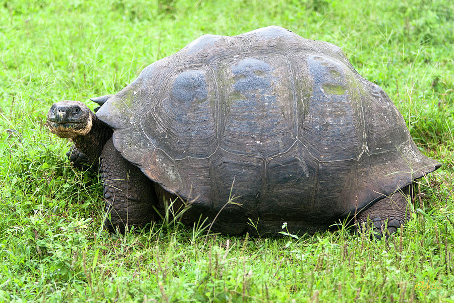 Giant Land Tortoise of the Highlands Photograph by Robert Selin - Pixels