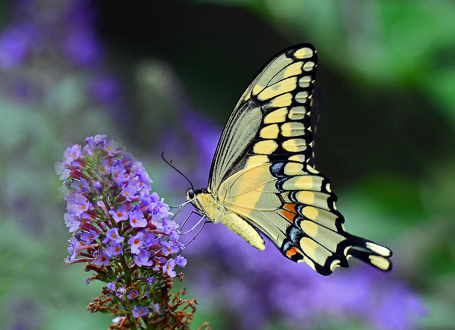 Butterfly Photograph - Giant Swallowtail #2 by Rodney Campbell