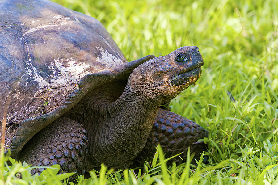 Giant Turtle From Galapagos Photograph By Marek Poplawski - Fine Art 