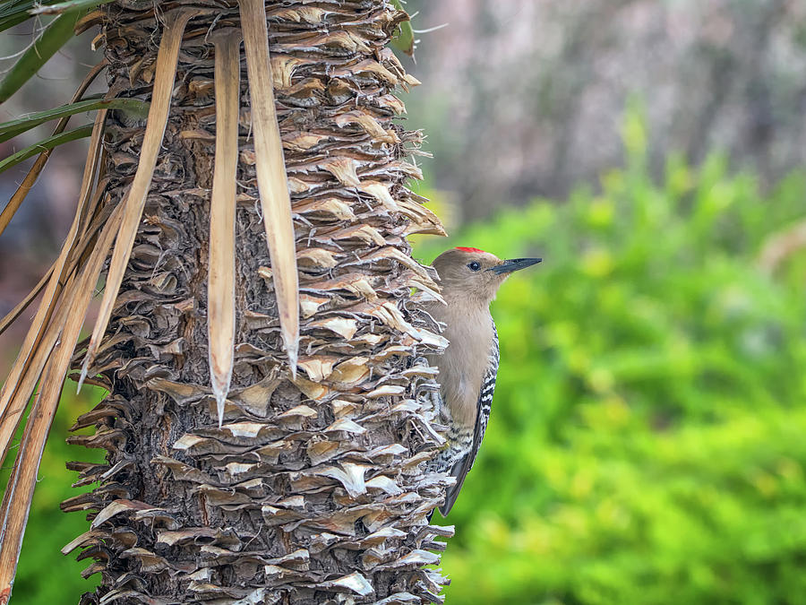 Gila Woodpecker #2 Photograph by Tam Ryan