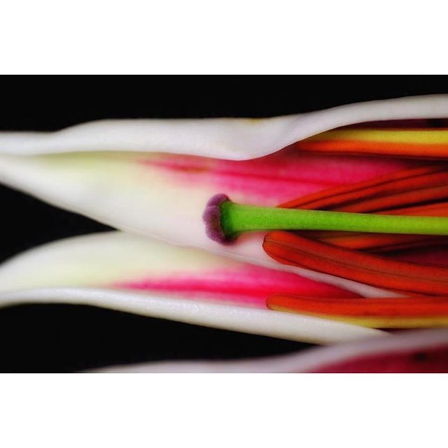 Flower Photograph - @gillespieflorists #stargazerlily #2 by David Haskett II