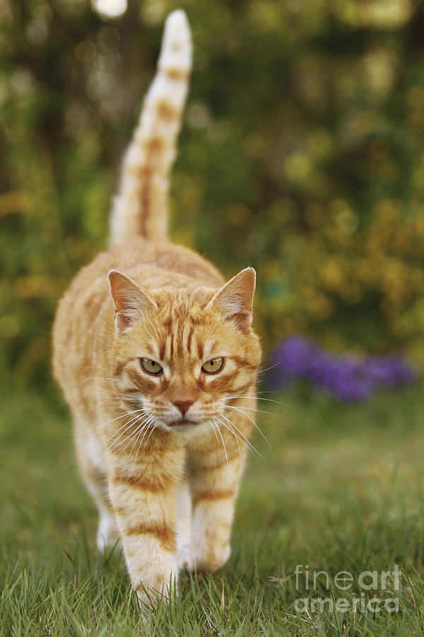 Ginger Cat In Garden #2 Photograph by Jean-Michel Labat
