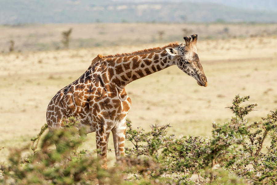 Giraffe in Serengeti #2 Photograph by Marek Poplawski