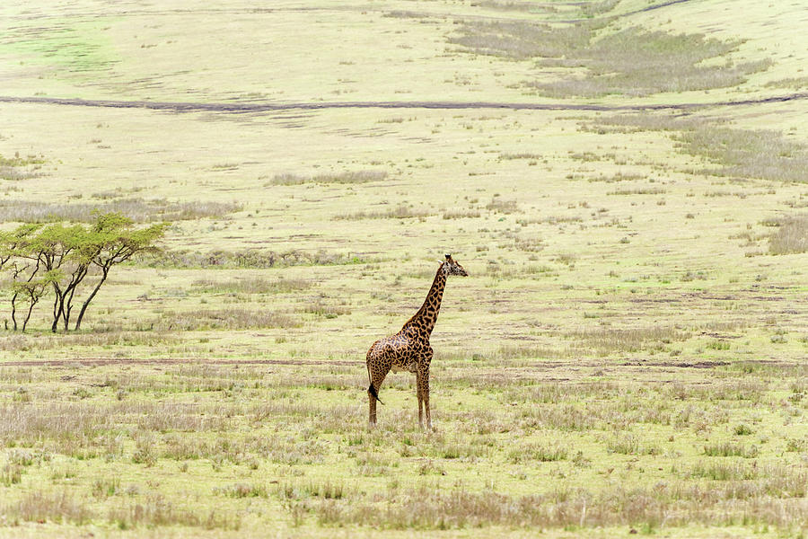 Giraffe in Serengeti National Park #2 Photograph by Marek Poplawski