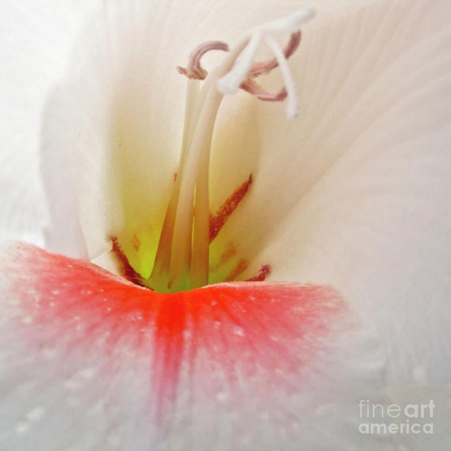 Gladiolus #1 Photograph by Heiko Koehrer-Wagner