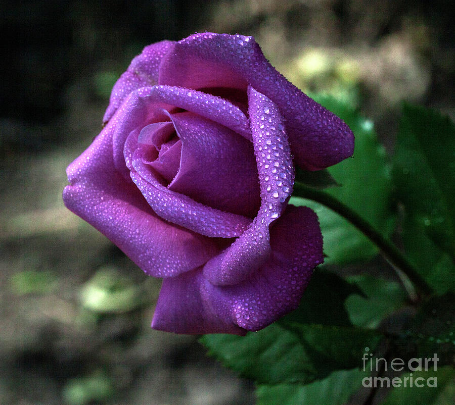 Rose Photograph - Gleaming #1 by Doug Norkum
