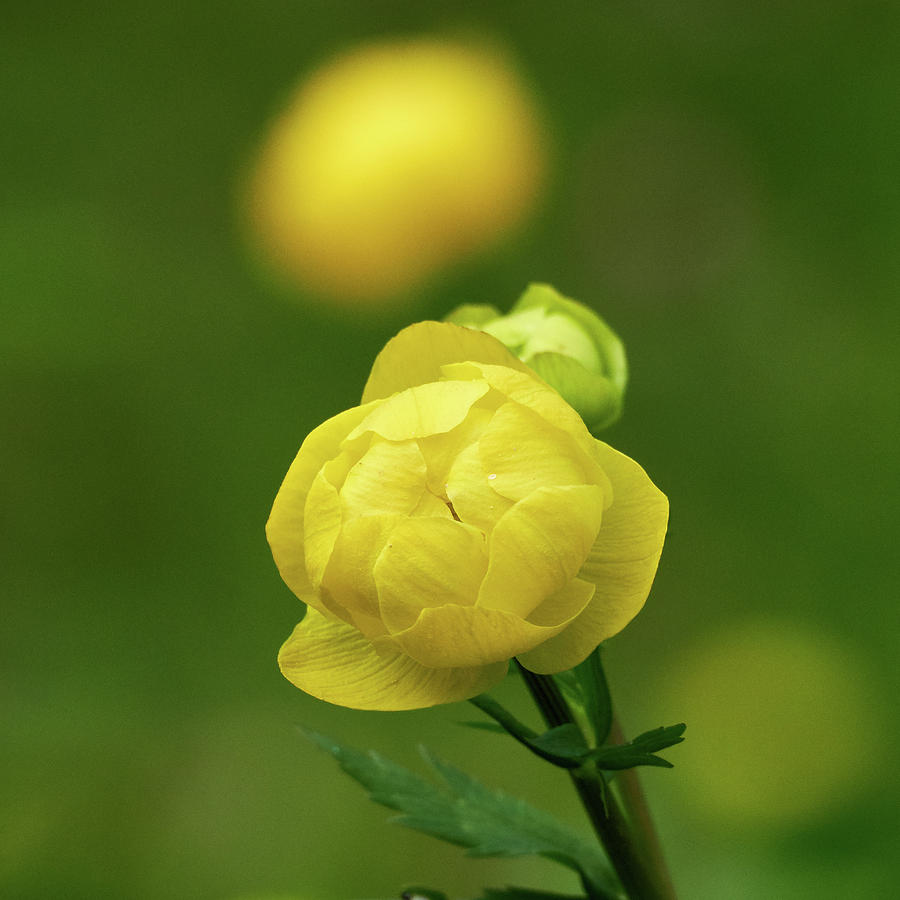 Globeflower #2 Photograph by Jouko Lehto