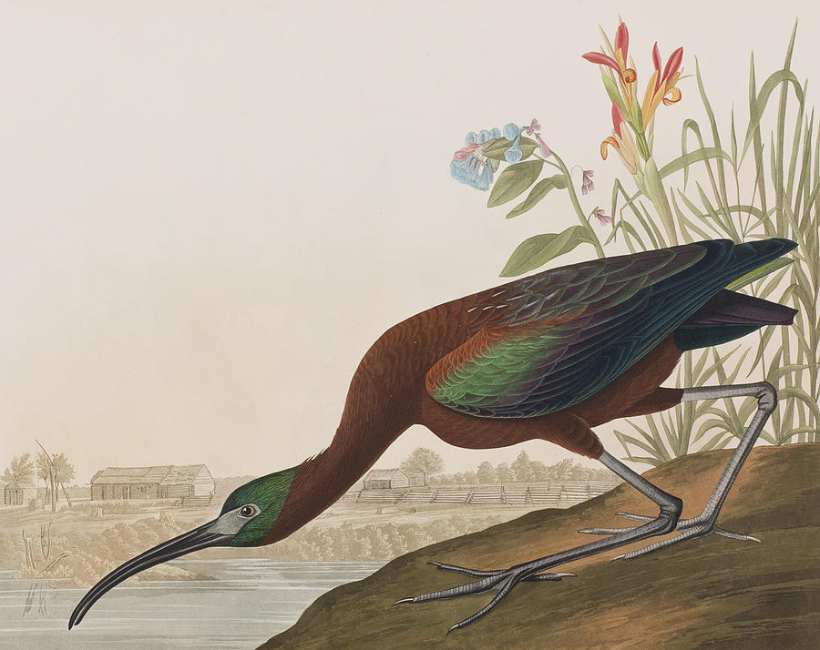 John James Audubon Painting - Glossy Ibis by John James Audubon