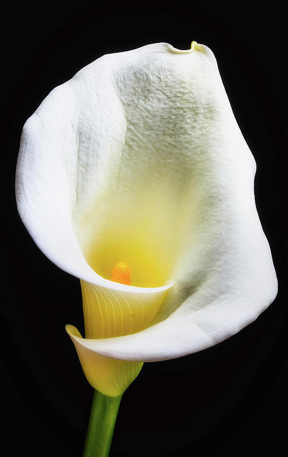 Flower Photograph - Glowing Calla Lily #2 by Garry Gay