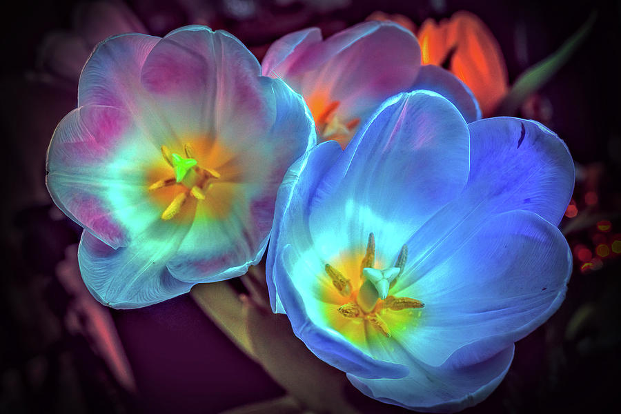 Glowing Flowers Photograph