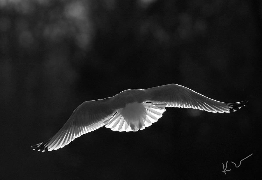 Bird Photograph - Glowing Wings #2 by Karol Livote