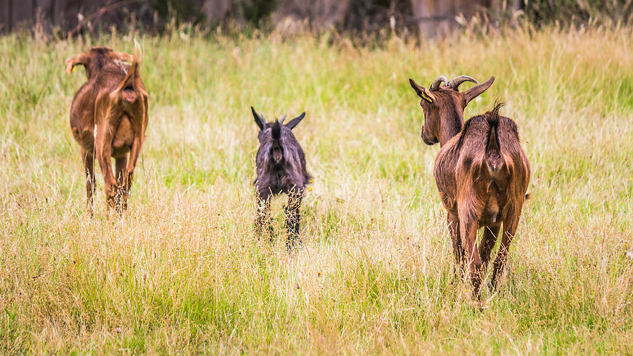 Goat #2 Photograph by Ernesto Santos