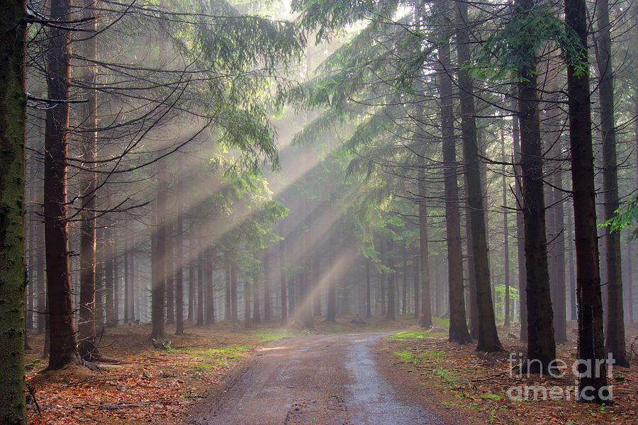 Tree Photograph - God beams - coniferous forest in fog #2 by Michal Boubin