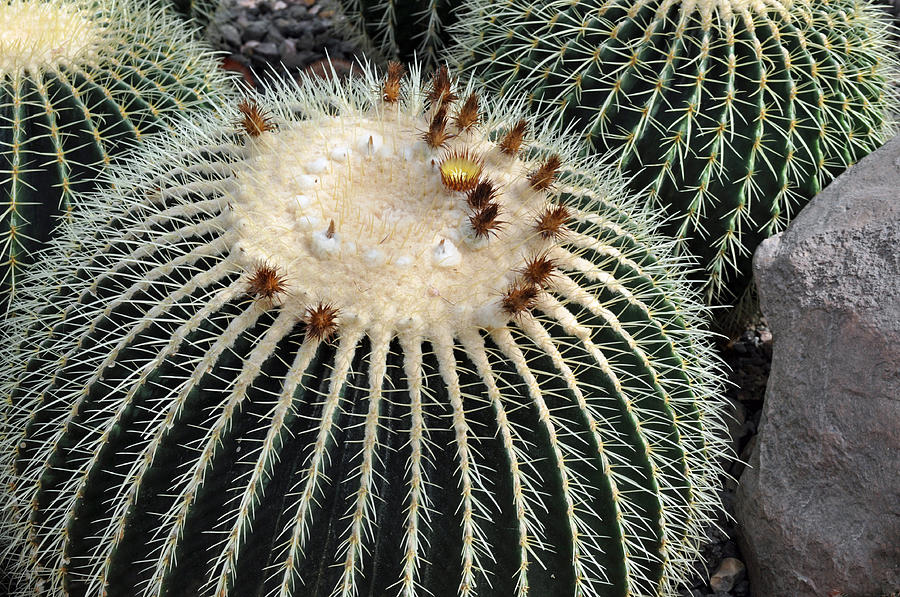 Flower Photograph - Golden Barrel Cactus  #2 by Debra  Miller