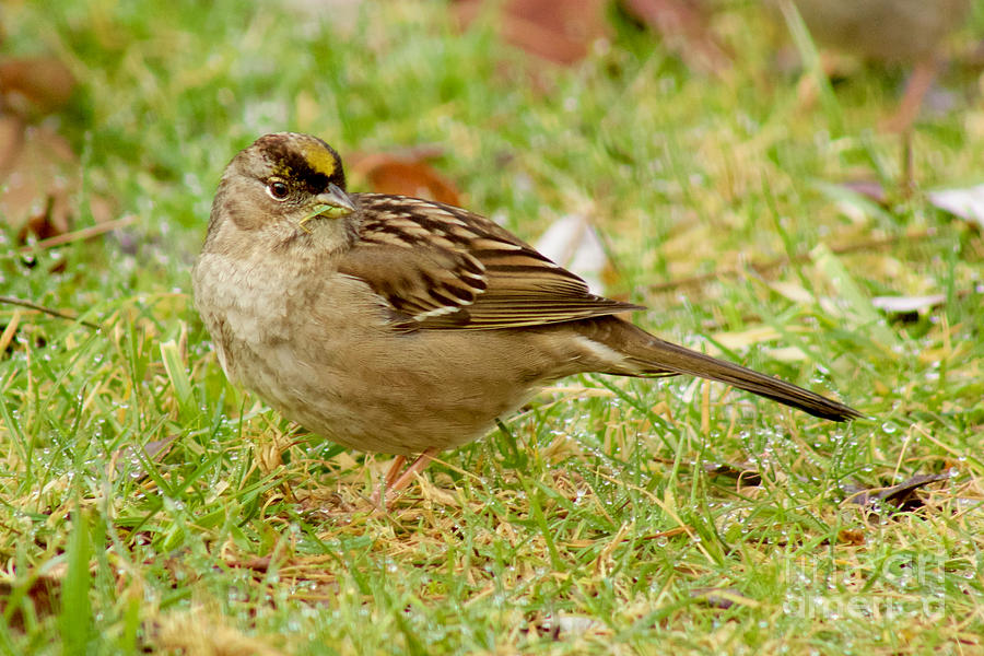 Nature Photograph - Golden-Crowned Sparrow #2 by Sean Griffin
