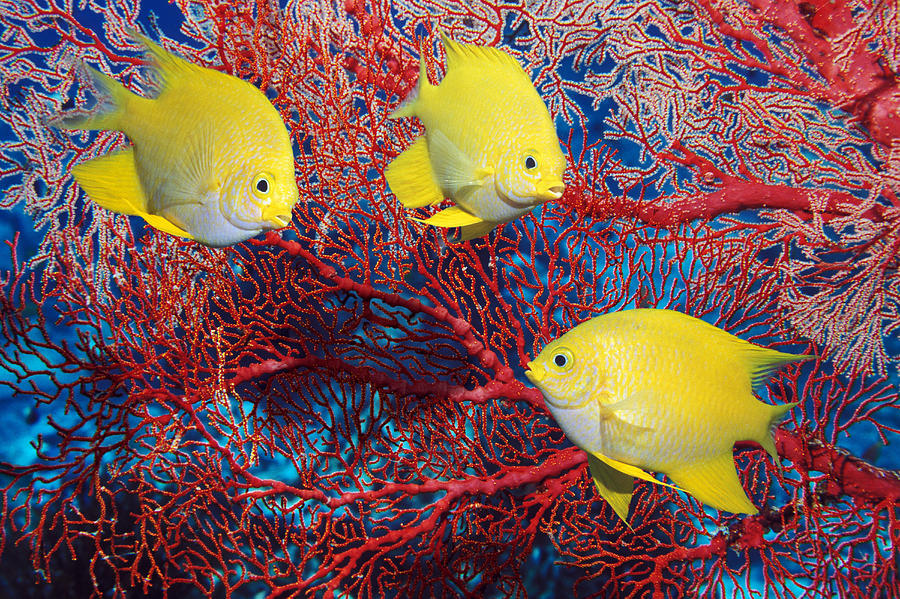 Golden Damselfish #2 by Science Photo Library