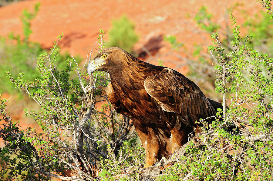 Golden Eagle #2 Photograph by Dennis Hammer