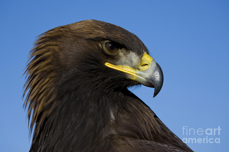 Golden Eagle #2 Photograph by Jean-Louis Klein & Marie-Luce Hubert