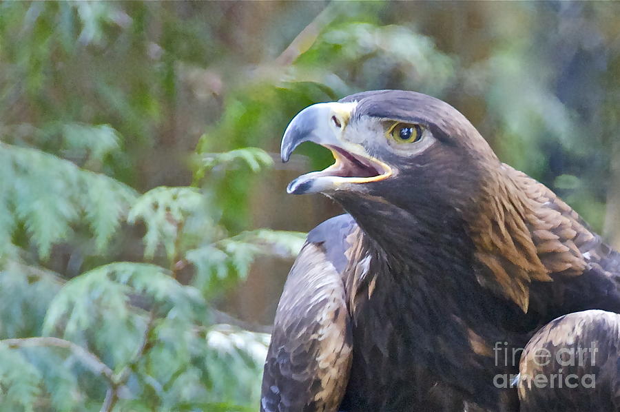 Nature Photograph - Golden Eagle #2 by Sean Griffin