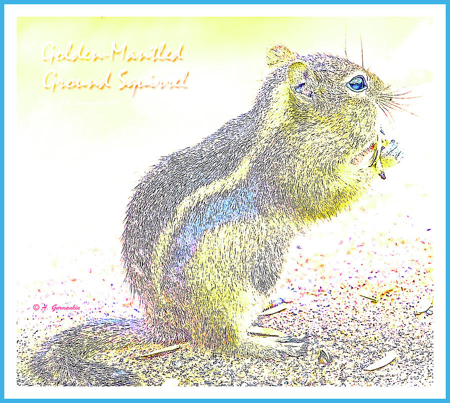 Golden-Mantled Ground Squirrel, Digital Art Digital Art by A Macarthur Gurmankin