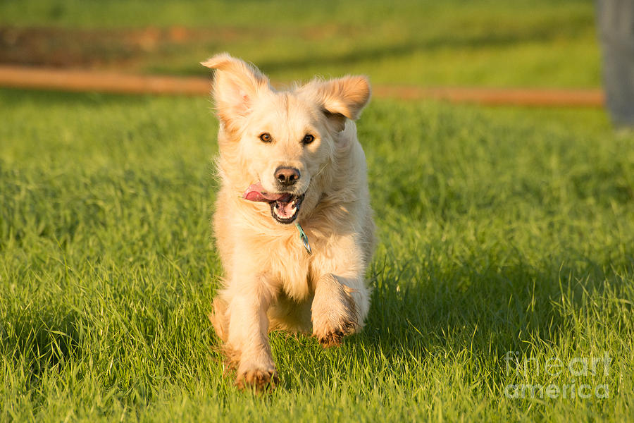 Golden Retriever Running Photograph by Jacques Jacobsz