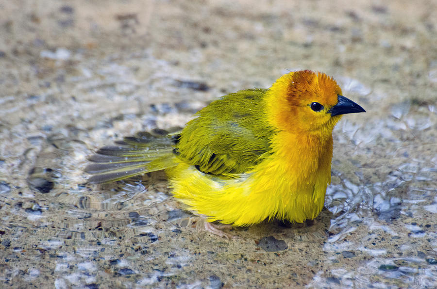 Bird Photograph - Golden Weaver #2 by Cheryl Cencich