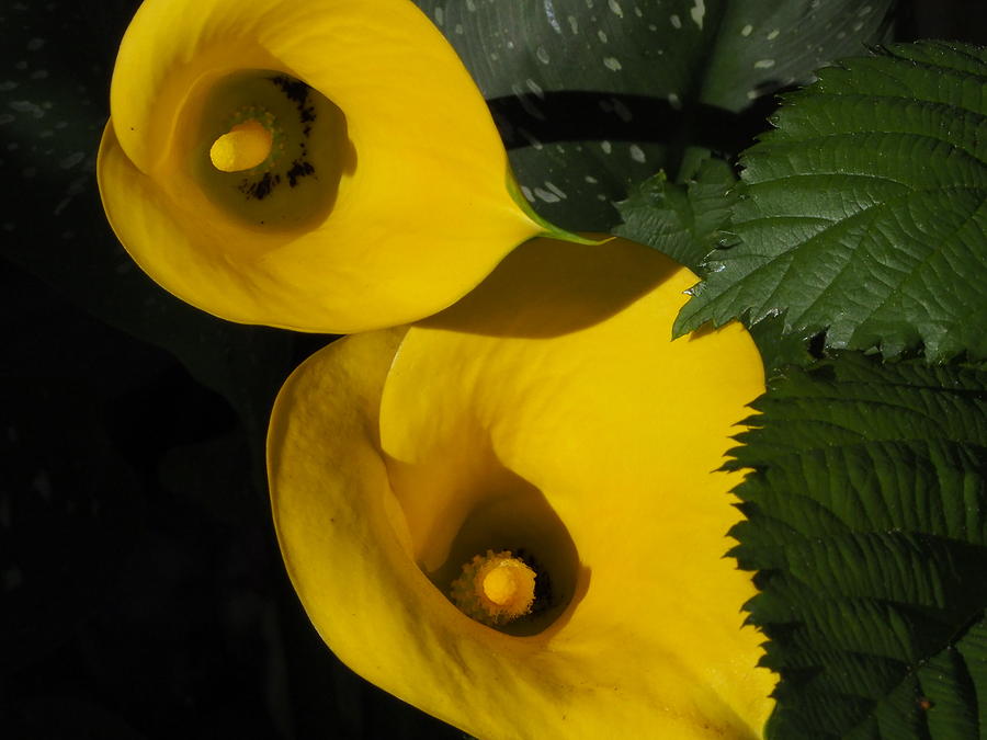 2 Golden Yellow Calla Lilies Photograph by Richard Thomas