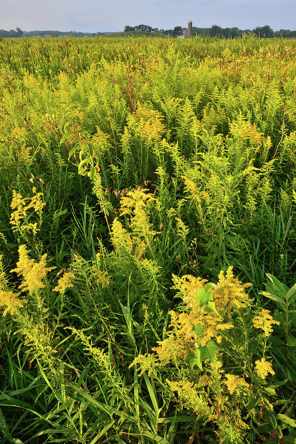 Goldenrod in Glacial Park #2 Photograph by Ray Mathis