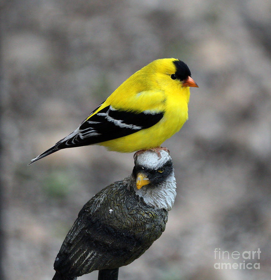 Finch Photograph - Goldfinch #2 by Lori Tordsen