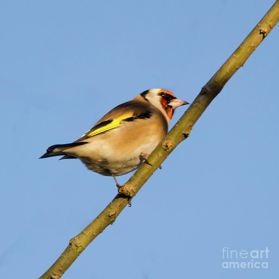 Nature Photograph - Goldfinch #2 by Steev Stamford