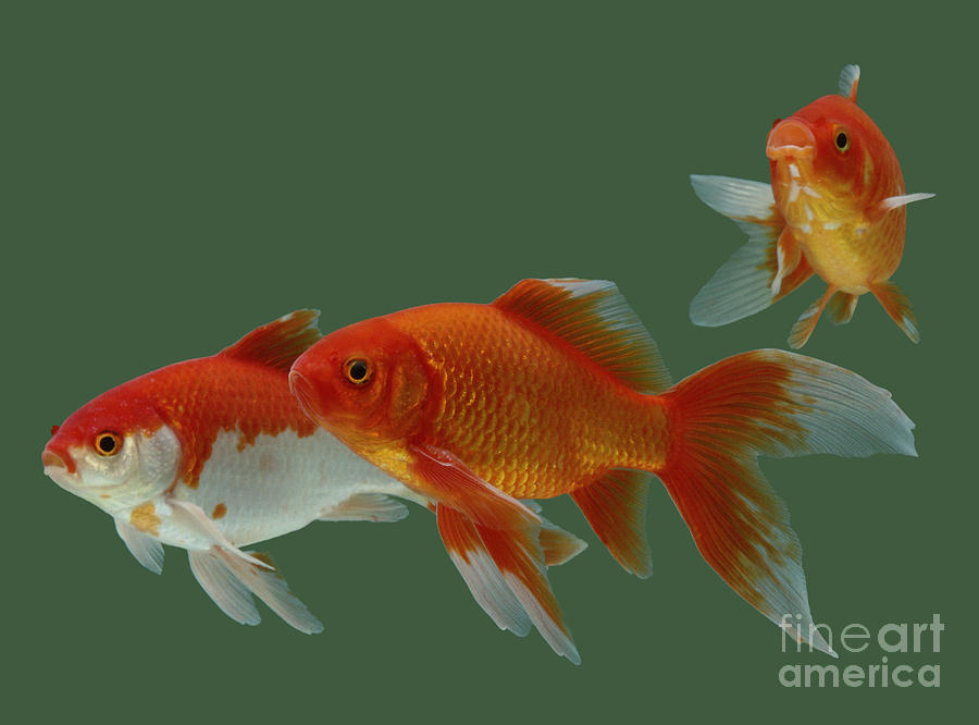 Goldfish #2 Photograph by Jane Burton