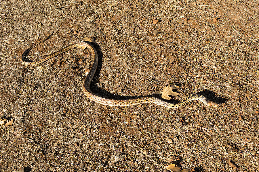 Gopher Snake #2 Photograph by Frank Wilson