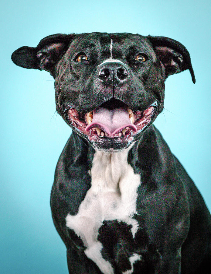 Gozer Photograph by Pit Bull Headshots by Headshots Melrose - Fine Art ...