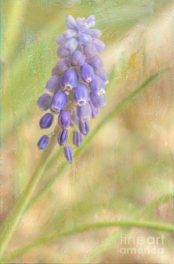 Flowers Still Life Photograph - Grape Hyacinth #2 by Wendy Elliott