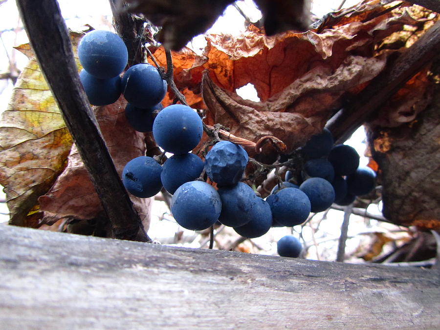Grape Photograph - Grapes #2 by Jackie Russo
