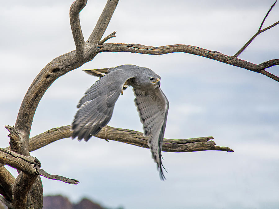 Gray Hawk #2 Photograph by Tam Ryan