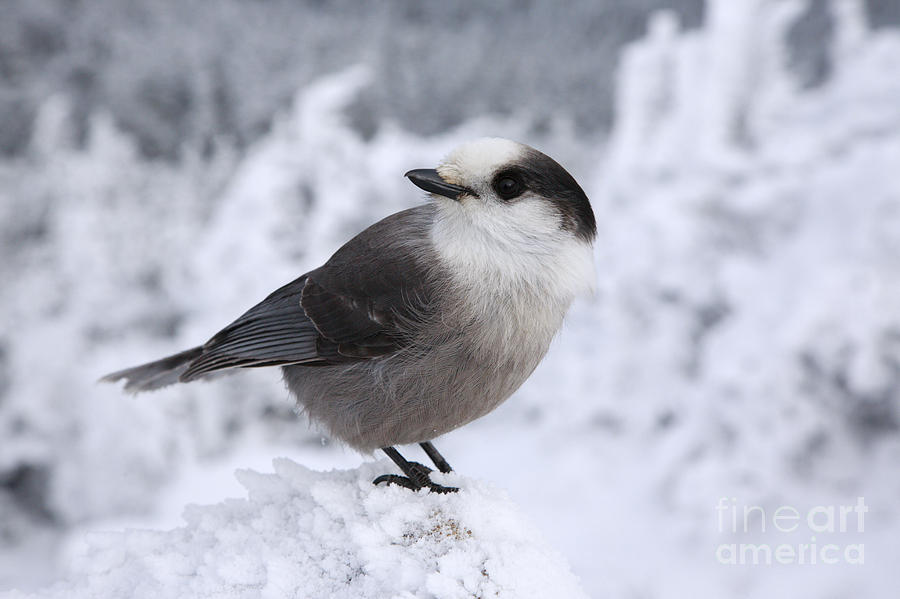 Gray Jay - White Mountains New Hampshire USA #2 Photograph by Erin Paul Donovan