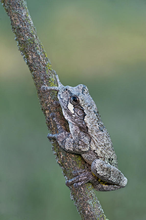 Gray Tree Frog #3 Photograph by Jim Zablotny