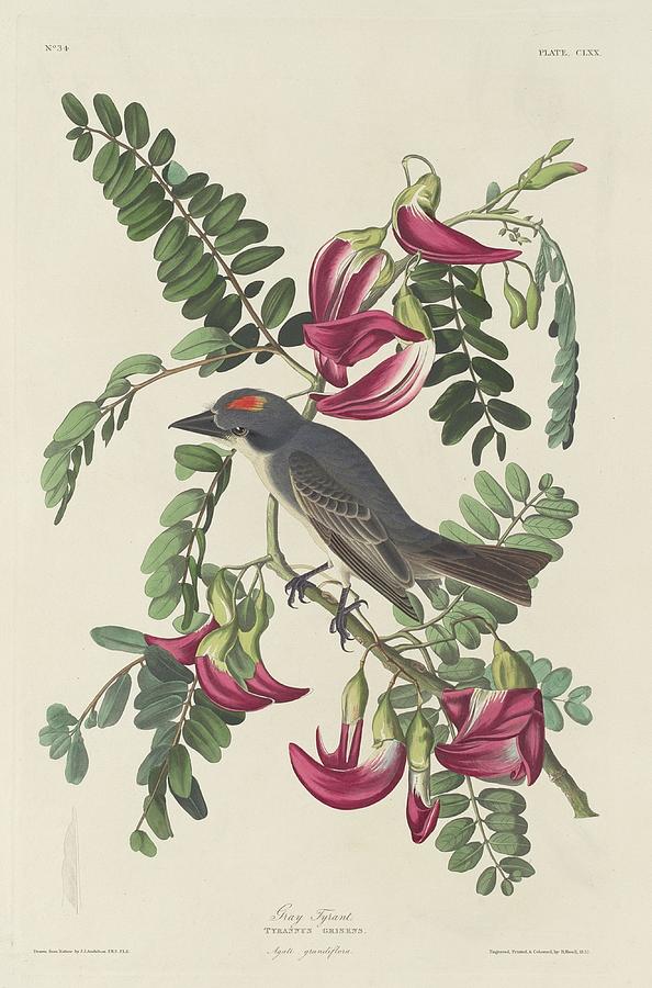 John James Audubon Drawing - Gray Tyrant #2 by Dreyer Wildlife Print Collections 